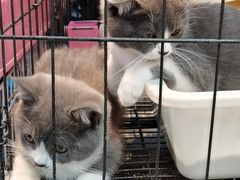 -大自然花鸟鱼虫市场