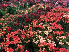 -龙大花卉苗木市场