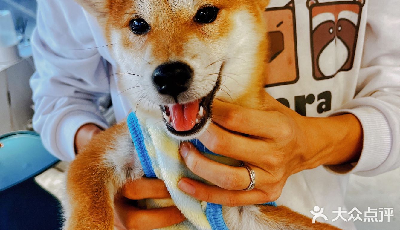 可以撸羊驼🦙的和超多萌宠🐶🐰🐱的可爱小店！