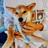 可以撸羊驼🦙的和超多萌宠🐶🐰🐱的可爱小店！