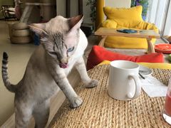 -藏猫猫咖啡主题馆(中央大道店)