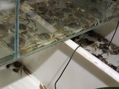 -七星龙虾城·海鲜·大闸蟹(吴江店)