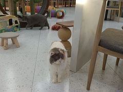 -喵园·猫主题咖啡厅·撸猫·猫咖(国贸店)