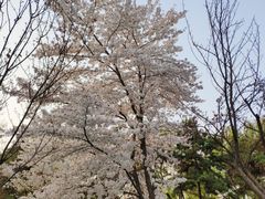 -西安青龙寺遗址景区