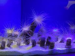 -上海海洋水族馆
