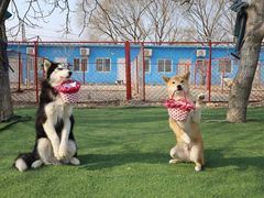 -宠物寄养训练学校