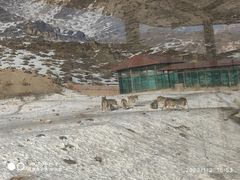 -新疆天山野生动物园