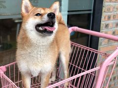 -柴犬高等学院·狗咖·柴犬售卖·宠物训练