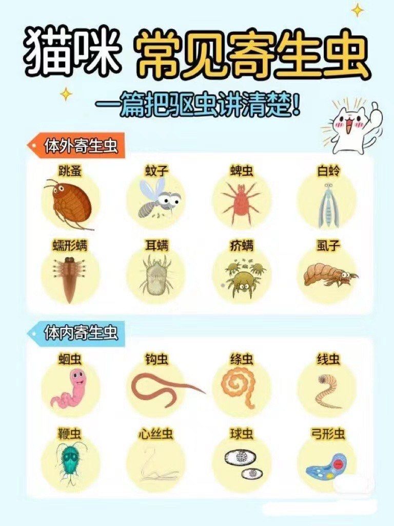 猫咪常见寄生虫🪱有哪些❓