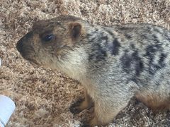 -怪兽屋·羊驼·猫咖·狗咖(俊华广场店)