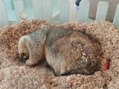 -怪兽屋·羊驼·猫咖·狗咖(俊华广场店)