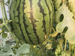 -庞各庄翠芳园西瓜蔬菜基地采摘园