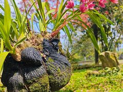 -南山植物园