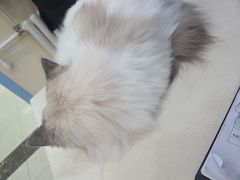 -全心全意连锁动物医院·微创中心·内科急重症·心脏专科(丰管路店)