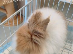 -怪兽屋·羊驼·猫咖·狗咖(俊华广场店)