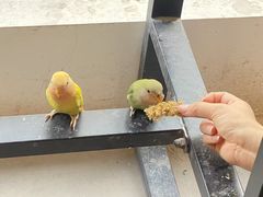 -吉丁鸟咖·异宠·寄养