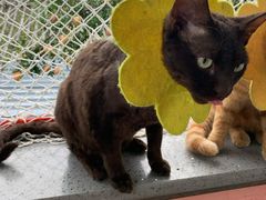 -喵屿·大理花园猫咖