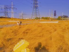 -王借岗森林公园