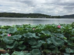 -西湖外事游船(花港观鱼码头)