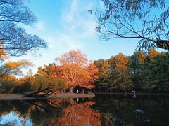 -上海共青森林公园