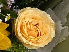 -循礼门鲜花花市(武汉循礼门店)