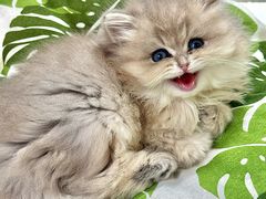 -青奢宠物·青奢猫舍