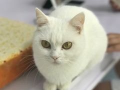 -喵的天空名猫咖啡馆·撸猫·猫舍·用品