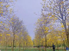 -天适樱花悠乐园