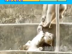 -昆明动物园