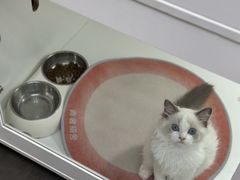 -青奢宠物·青奢猫舍