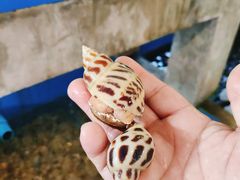 -大螃蟹海鲜餐厅