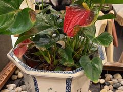 -峨嵋酒家(牡丹园店)