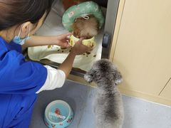 -柏萃动物医院·骨科·牙科