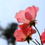 人民公园月季花展