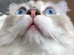 -瞄一喵猫咖(格力海岸店)