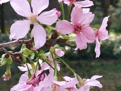 -桃花涧