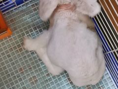 -宠物兔专门店(天丰利市场店)