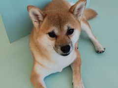 -怪兽屋·羊驼·猫咖·狗咖(俊华广场店)