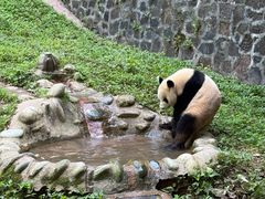 -都江堰中华大熊猫苑