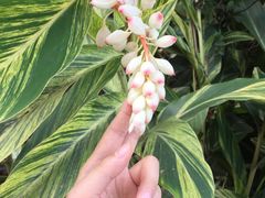 -小洲村