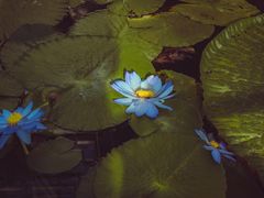 -国家植物园南园