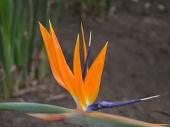 -上海鲜花港