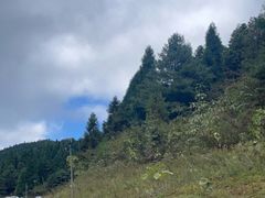 -武陵山森林公园