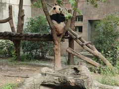 -成都动物园
