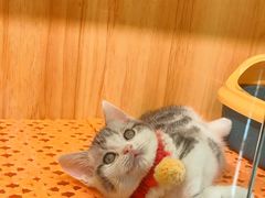 -欣宠猫屋·矮脚拿破仑·蓝金金渐层