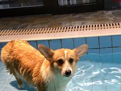 -Goku PET SHOP宠物视觉生活馆(双井店)