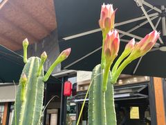 -赤面仔(麓湖美食岛店)
