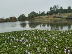 -白鹭湾湿地公园