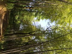 iphone_upload_pic-西湖风景区十里琅珰-五云山