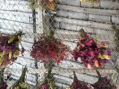 -喵屿·大理花园猫咖